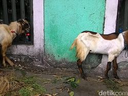 Catat, Ini Efeknya bagi Tubuh Jika Makan Daging Kambing Berlebihan