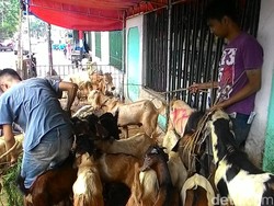 Harga Hewan Kurban Makin Mahal