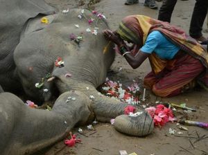 2 Gajah di India Mati Gara-gara Tersetrum Tiang Listrik