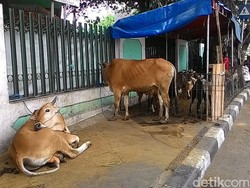 Jual Hewan Kurban di Trotoar, Pedagang Klaim Sudah Dapat Izin dari Lurah Cikini