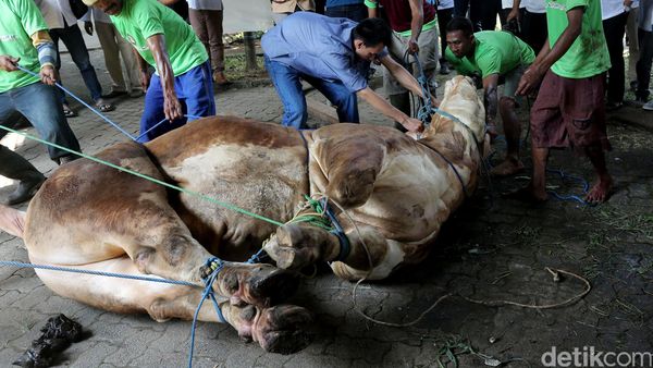 Bank Mandiri Potong Hewan Kurban