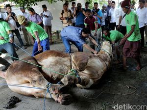 Bank Mandiri Potong Hewan Kurban