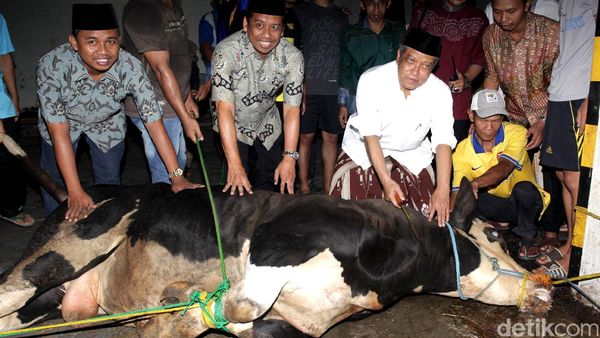 PBNU Kurban 50 Ekor Sapi