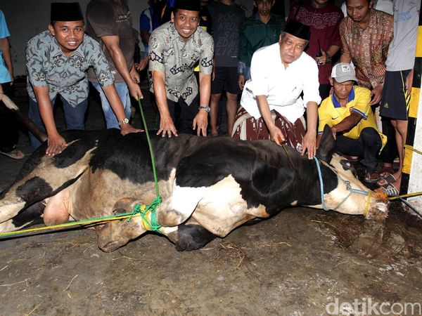 PBNU Kurban 50 Ekor Sapi
