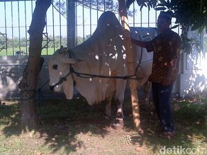 Segini Harga Sapi Sultan yang Paling Diburu di Pasar Hewan Kurban