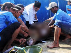Anggota DPR Ahmad Sahroni Kurban 15 Ekor Sapi