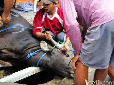 Pemotongan Hewan Kurban di Yogyakarta