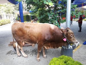 BI Kurbankan 2 Sapi Limosin