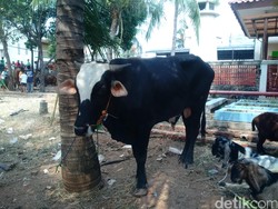 Beda dengan Ahok, Sapi 5 Kuintal dari Menteri Susi Diterima Masjid Luar Batang