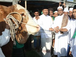 Bupati Irsyad Kurban Sapi Simental Pemenang Kontes