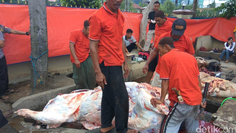 Hendak Diangkut, Satu Sapi Kurban Lepas di Lapangan 