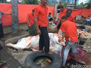 Hendak Diangkut, Satu Sapi Kurban Lepas di Lapangan Bhayangkara Mabes Polri