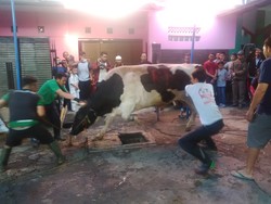 Momen Warga Kiaracondong Taklukan Sapi 7 Kuintal Sumbangan Ridwan Kamil