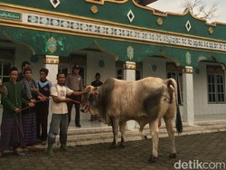 Jokowi Kirim Sapi Bull Berat 776 Kg untuk Warga Desa Cimenteng Jaya di Lebak