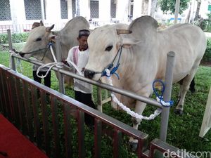 Di Antara 25 Sapi yang Dikurbankan di Masjid Istiqlal, Ini Sapi dari Jokowi dan JK