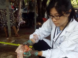 Temukan Cacing di Hati Sapi, Begini Tugas Pengawas Kesehatan Daging Kurban