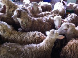 15 Ekor Kambing Pesanan Sekolah di Yogyakarta Mati Lemas Kehabisan Napas