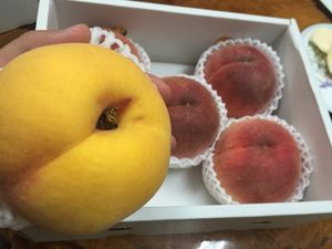 Golden Peach, Buah Persik Jepang yang Harganya Rp 350 Ribu per Buah