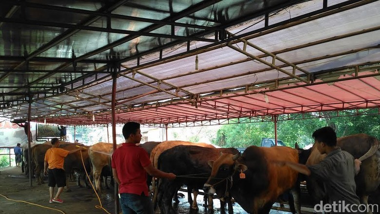 Pedagang Hewan Kurban di Akses UI Raup Untung, dari 