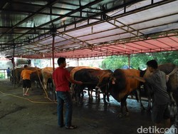 Pedagang Hewan Kurban di Akses UI Raup Untung, dari Ratusan Ekor kini Sisa Belasan