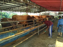 Bolehkah Kurban dengan Hewan yang Dikebiri? Begini Penjelasannya