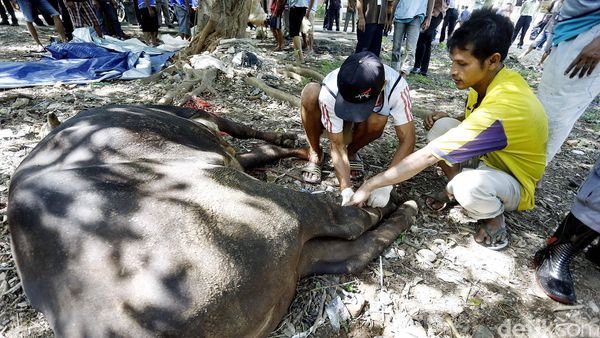 Jamkrindo Sumbang Hewan Kurban