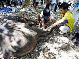 Jamkrindo Sumbang Hewan Kurban