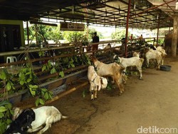 Pemkot Surabaya Mulai Lakukan Pemeriksaan Kesehatan Hewan Kurban