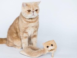 Kucing Terkenal Ini Jadi Inspirasi Untuk Desain Sepatu di Jepang