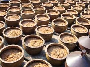 Tauco dan Oncom, Produk Tradisional Hasil Fermentasi Kacang-kacangan