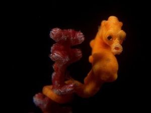 Kemenpar Akan Fokus Kembangkan Wisata Bahari di Bitung