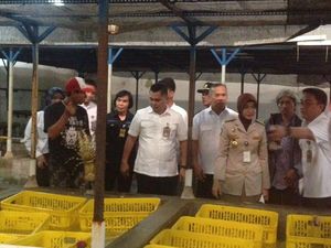 Polda Metro Bongkar Gudang Eksportir Bibit Lobster Ilegal di Tangerang