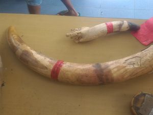 Bunuh Gajah yang Rusak Kebun, Warga Jambi Dihukum 1,6 Tahun Penjara