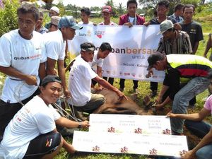 Lazismu Catat Total Nilai Ekonomi Qurban 2016 Mencapai 240 M