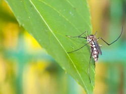 4 Tanaman Hias yang Bisa Diandalkan untuk Usir Nyamuk