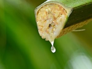 10 Contoh Benda Cair Beserta Sifatnya