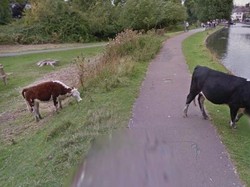 Ketika Google Street View Sensor Wajah Sapi