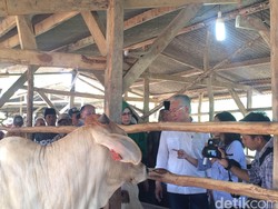 Curhat Peternak Sapi ke Mendag: Pak Menteri, Kami Resah Ada Daging Impor
