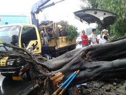 Pohon Tumbang Timpa Rumah Warga di Jalan Panjang, Tak ada Korban Jiwa
