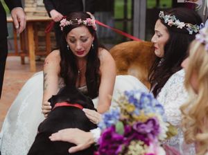 Haru, Pengiring Pengantin Gendong Anjing yang Sekarat ke Pelaminan Majikannya