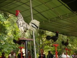 Kontes Ayam Ketawa Digelar di Bogor, Ada Kategori Dangdut Hingga Disko