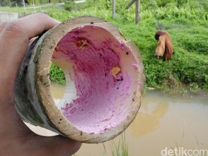 Makanan Orang Utan yang Dingin dan Beku