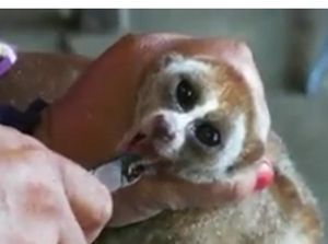 Video Kukang Dicabut Taringnya Beredar, BKSDA Kalbar: Kami Razia Terus