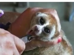 Video Kukang Dicabut Taringnya Beredar, BKSDA Kalbar: Kami Razia Terus