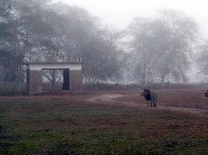 Kisah Rumah yang Dikuasai Kawanan Singa di Taman Nasional Afrika