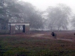 Kisah Rumah yang Dikuasai Kawanan Singa di Taman Nasional Afrika