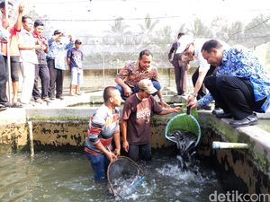 Akibat Cuaca Ekstrim, Produksi Ikan Budidaya Tak Capai Target