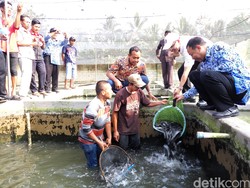 Akibat Cuaca Ekstrim, Produksi Ikan Budidaya Tak Capai Target