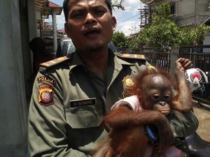 Buaya Muara dan Orangutan ini Diselamatkan Petugas BKSDA dari Tangan Warga