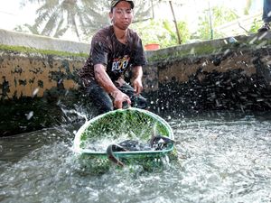 KKP Bidik Produksi Ikan Budidaya 22,46 Juta Ton di 2017